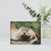 Grondhog Briefkaart (Staand voorkant)