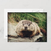 Grondhog Briefkaart (Voorkant / Achterkant)
