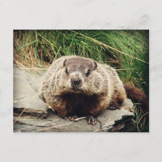 Grondhog Briefkaart