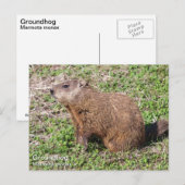 Grondhog Briefkaart (Voorkant / Achterkant)