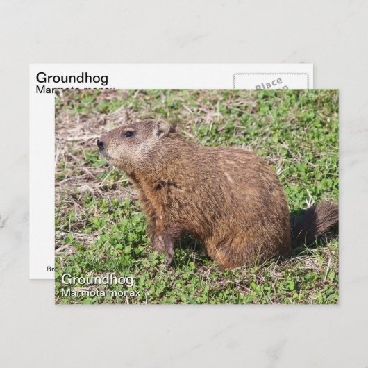 Grondhog Briefkaart (Voorkant / Achterkant)