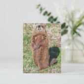 Grondhog Briefkaart (Staand voorkant)