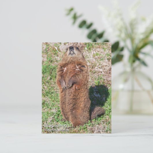Grondhog Briefkaart (Staand voorkant)