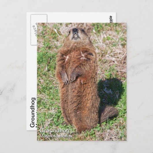 Grondhog Briefkaart (Voorkant / Achterkant)