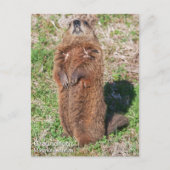Grondhog Briefkaart (Voorkant)