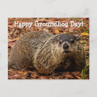 Grondhog Briefkaart