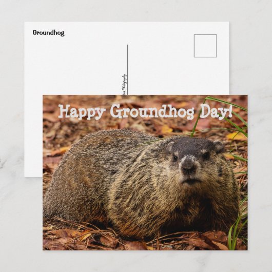 Grondhog Briefkaart (Voorkant / Achterkant)