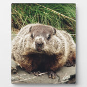 Grondhog Fotoplaat (Voorkant)