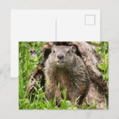 Grondhog in een Hollow Log Briefkaart (Voorkant / Achterkant)