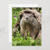 Grondhog in een Hollow Log Briefkaart (Voorkant / Achterkant)