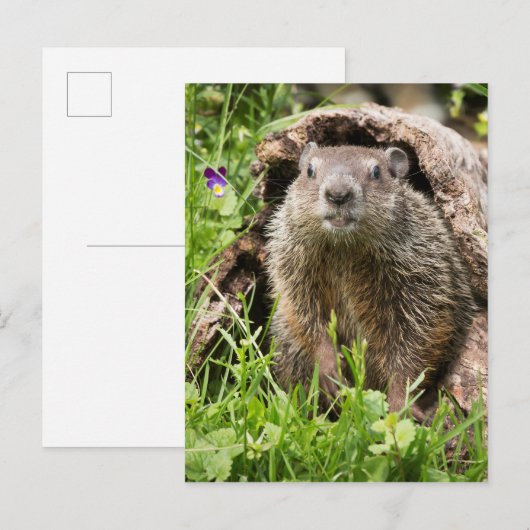 Grondhog in een Hollow Log Briefkaart (Voorkant / Achterkant)