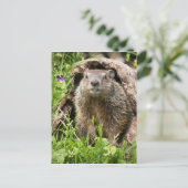 Grondhog in een Hollow Log Briefkaart (Staand voorkant)