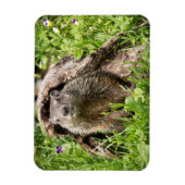 Grondhog in een Hollow Log Magneet (Verticaal)