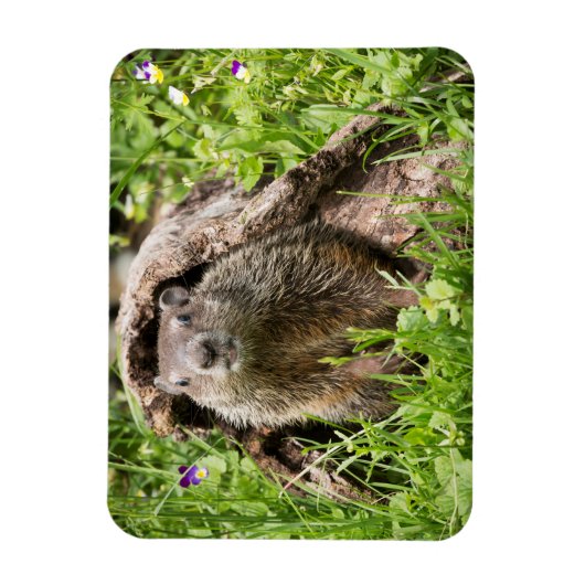 Grondhog in een Hollow Log Magneet (Verticaal)