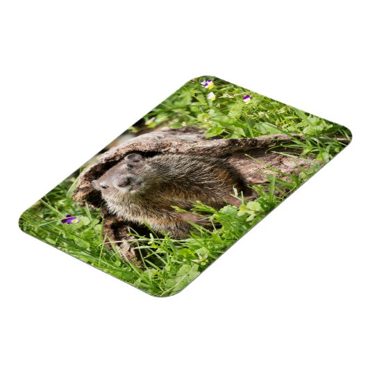 Grondhog in een Hollow Log Magneet (Linkerzijde)