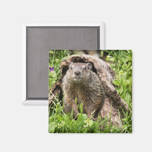 Grondhog in een Hollow Log Magneet (Voorkant / Achterkant)