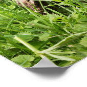 Grondhog in een Hollow Log Poster (Hoek)