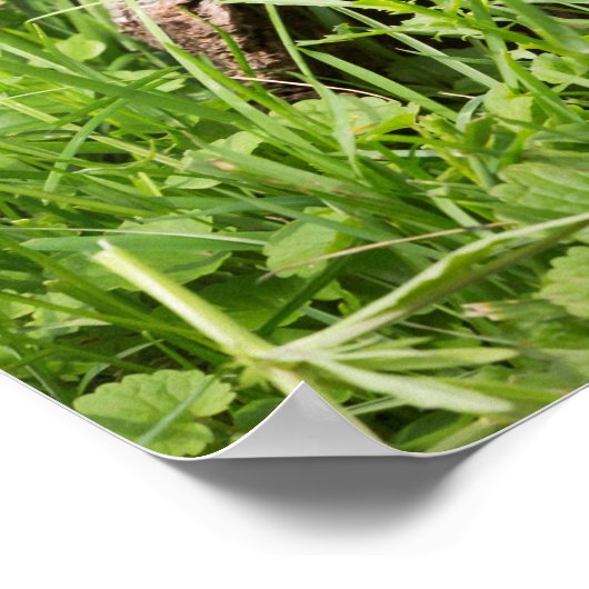 Grondhog in een Hollow Log Poster (Hoek)