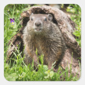 Grondhog in een Hollow Log Vierkante Sticker (Voorkant)