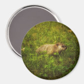 Grondhog in een veldmagneet magneet (Voorkant / Achterkant)