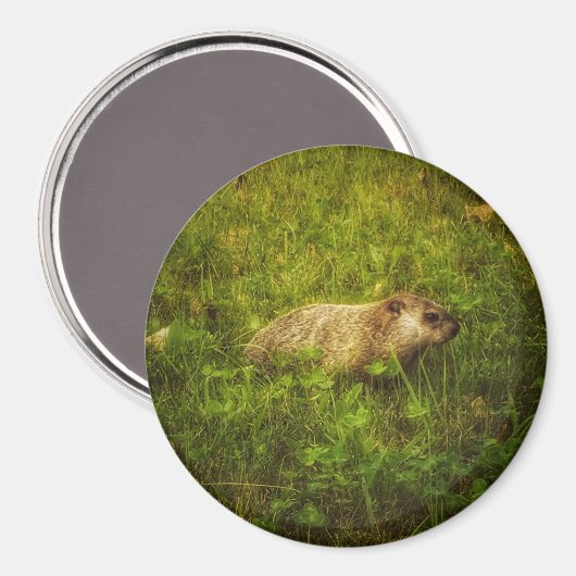 Grondhog in een veldmagneet magneet (Voorkant / Achterkant)