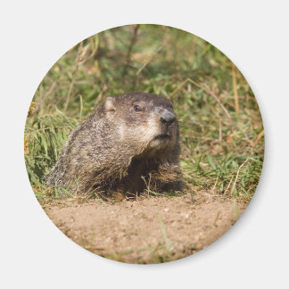 Grondhog Magneet
