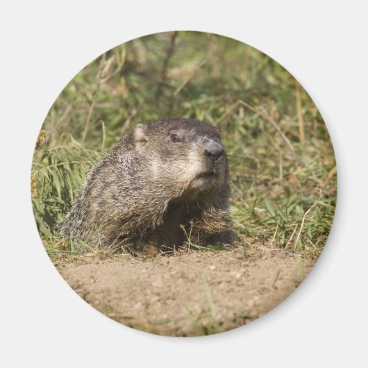 Grondhog Magneet (Voorkant)