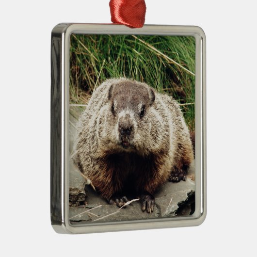 Grondhog Metalen Ornament (Rechts)