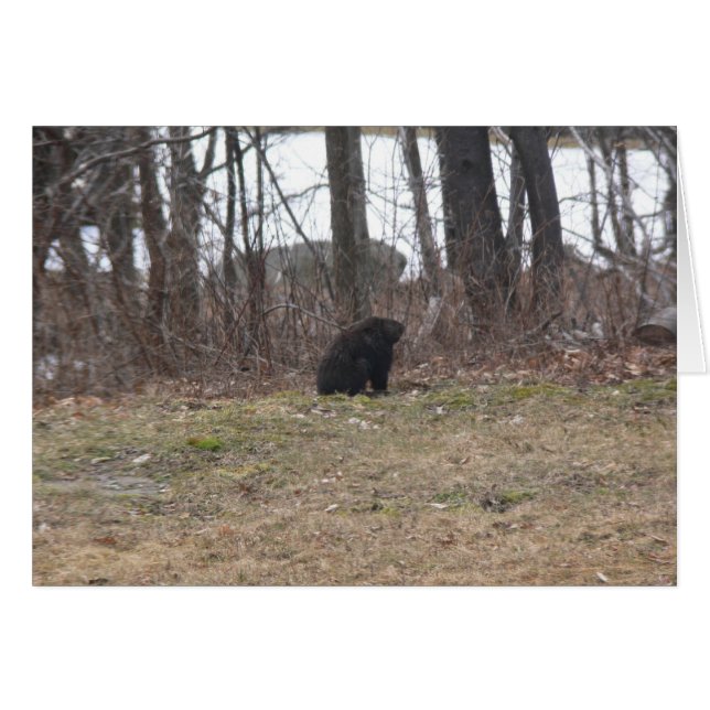 Grondhog onderzoekt de scène (Voorkant Horizontaal)