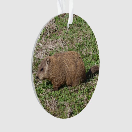 Grondhog Ornament (voorkant)