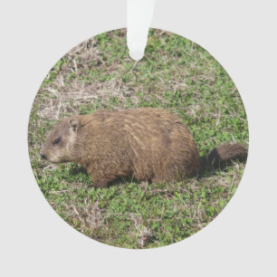 Grondhog Ornament
