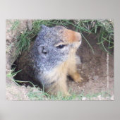 Grondhog Poster (Voorkant)