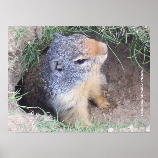 Grondhog Poster (Voorkant)