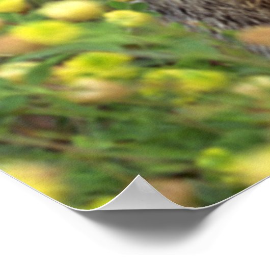 Grondhog Poster (Hoek)