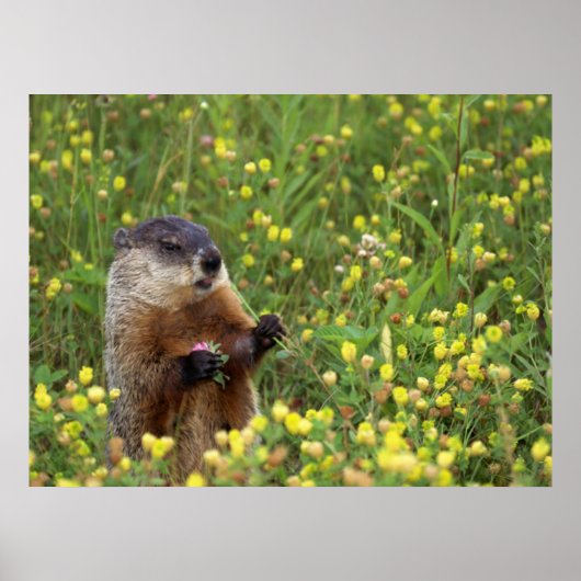 Grondhog Poster (Voorkant)