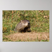 Grondhog Poster (Voorkant)