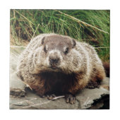 Grondhog Tegeltje (Voorkant)