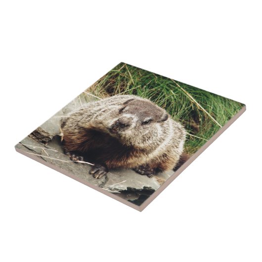 Grondhog Tegeltje (Zijkant)