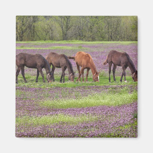 Grondige paarden in het hennepraakveld magneet