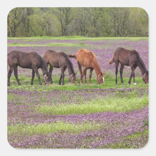 Grondige paarden in het hennepraakveld vierkante sticker