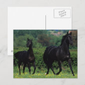 Grondige paarden op het veld Bloem Briefkaart (Voorkant / Achterkant)