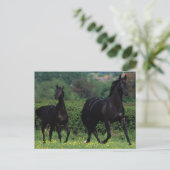 Grondige paarden op het veld Bloem Briefkaart (Staand voorkant)