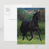 Grondige paarden op het veld Bloem Briefkaart (Voorkant / Achterkant)