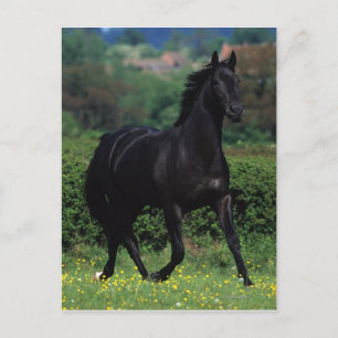 Grondige paarden op het veld Bloem Briefkaart