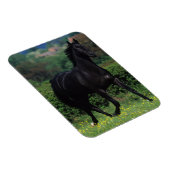 Grondige paarden op het veld Bloem Magneet (Rechterzijde)