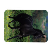 Grondige paarden op het veld Bloem Magneet (Horizontaal)