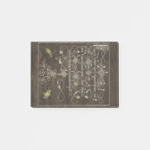 Grondkever en scarabee van Mira Calligraphiae