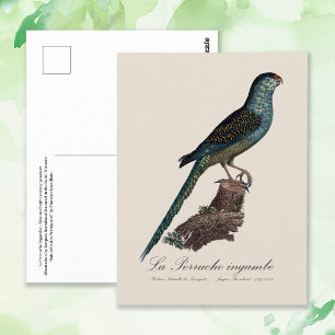 Grondpapegaai of Moerasparkiet, Pezoporus Wallicus Briefkaart