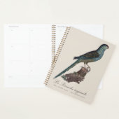 Grondpapegaai of Moerasparkiet, Pezoporus Wallicus Planner (Display)