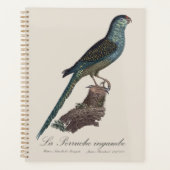 Grondpapegaai of Moerasparkiet, Pezoporus Wallicus Planner (Voorkant)